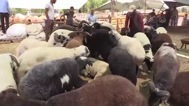 ŞANLIURFA - Canlı hayvan pazarlarında yoğunluk yaşanıyor
