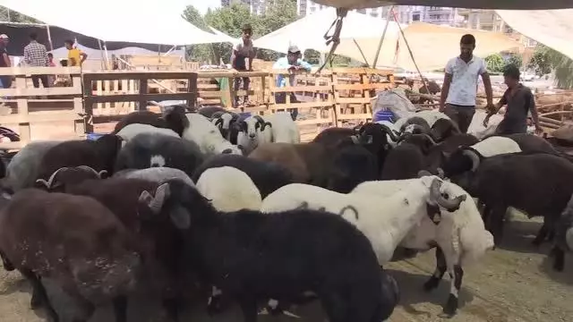 ŞANLIURFA - Canlı hayvan pazarlarında yoğunluk yaşanıyor