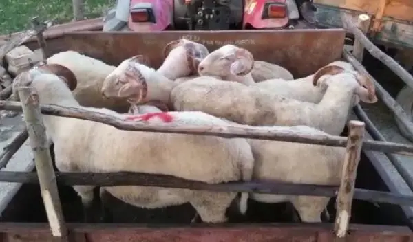 SATIN ALMAK İÇİN ANLAŞTIĞI 8 KÜÇÜKBAŞ HAYVANI ÇALDI