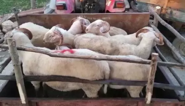 SATIN ALMAK İÇİN ANLAŞTIĞI 8 KÜÇÜKBAŞ HAYVANI ÇALDI