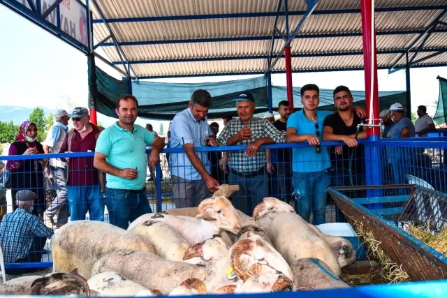 Sındırgı'da yeni kurulan hayvan pazarında arife yoğunluğu yaşandı