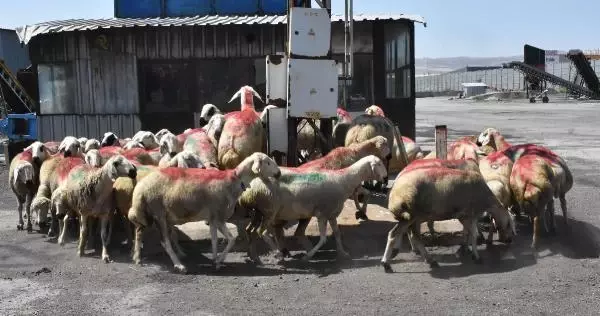 Sivas'ta 650 aileye kurbanlık desteği
