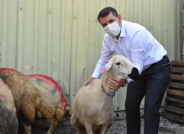 Sivas'ta 650 aileye kurbanlık desteği