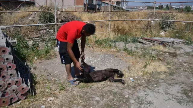 DEPO İŞÇİSİ, 'KİRAZ' İSİMLİ KÖPEĞİNİ TÜFEKLE VURULMUŞ HALDE BULDU DEPO İŞÇİSİ, 'KİRAZ' İSİMLİ KÖPEĞİNİ TÜFEKLE VURULMUŞ HALDE BULDU