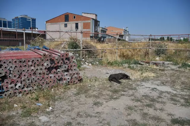 DEPO İŞÇİSİ, 'KİRAZ' İSİMLİ KÖPEĞİNİ TÜFEKLE VURULMUŞ HALDE BULDU