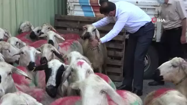 Sivas Valiliği'nden örnek çalışma: İhtiyaç sahibi ailelere kurbanlık