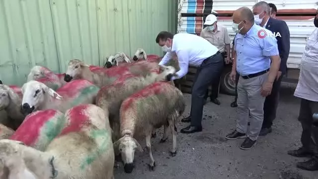 Sivas Valiliği'nden örnek çalışma: İhtiyaç sahibi ailelere kurbanlık