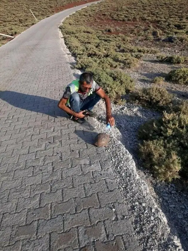 Susuzluktan bitkin düşen kaplumbağaya eliyle su içirdi Susuzluktan bitkin düşen kaplumbağaya eliyle su içirdi