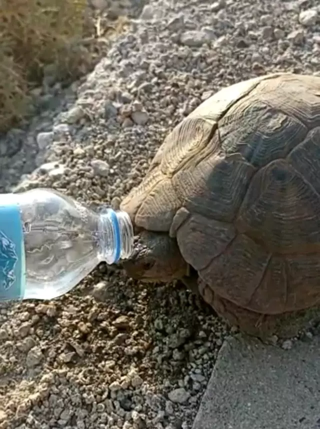 Susuzluktan bitkin düşen kaplumbağaya eliyle su içirdi