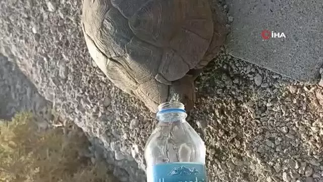 Susuzluktan bitkin düşen kaplumbağaya eliyle su içirdi