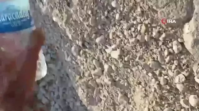 Susuzluktan bitkin düşen kaplumbağaya eliyle su içirdi
