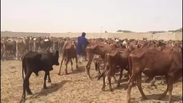 TDV, 10 bin 500 hisse kurbanı Moritanya'daki ihtiyaç sahiplerine ulaştıracak