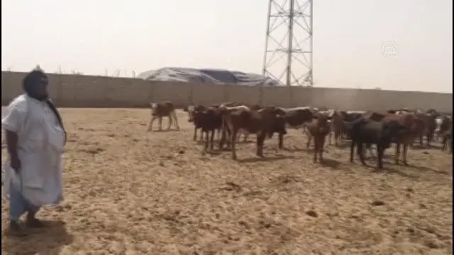 TDV, 10 bin 500 hisse kurbanı Moritanya'daki ihtiyaç sahiplerine ulaştıracak