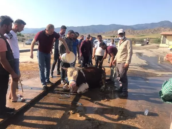 Tokat'ta termometreler 44 dereceyi gösterdi
