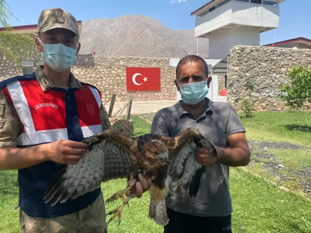 Tunceli'de yaralı halde bulunan kızıl şahine jandarmadan şefkat eli Tunceli'de yaralı halde bulunan kızıl şahine jandarmadan şefkat eli