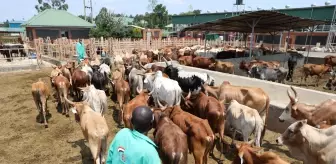 Arakan: Türkiye Diyanet Vakfı, Uganda'daki 1 milyon 200 bin kişiye kurban eti ulaştıracak Arakan: Türkiye Diyanet Vakfı, Uganda'daki 1 milyon 200 bin kişiye kurban eti ulaştıracak