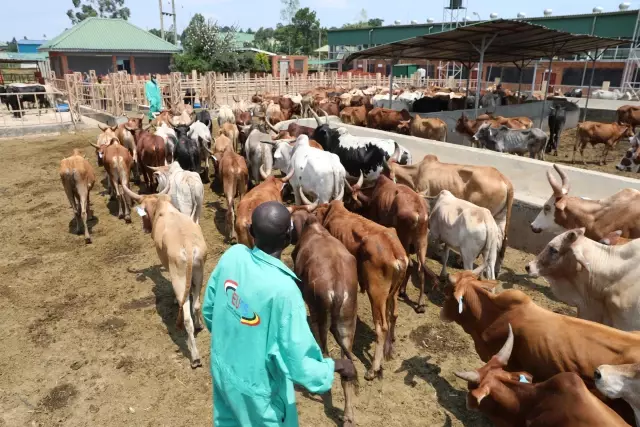 Türkiye Diyanet Vakfı, Uganda'daki 1 milyon 200 bin kişiye kurban eti ulaştıracak Türkiye Diyanet Vakfı, Uganda'daki 1 milyon 200 bin kişiye kurban eti ulaştıracak