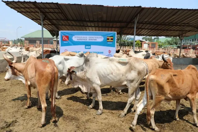 Türkiye Diyanet Vakfı, Uganda'daki 1 milyon 200 bin kişiye kurban eti ulaştıracak