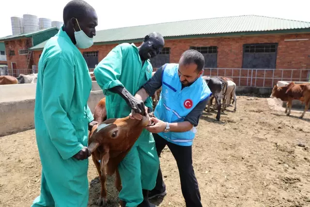 Türkiye Diyanet Vakfı, Uganda'daki 1 milyon 200 bin kişiye kurban eti ulaştıracak