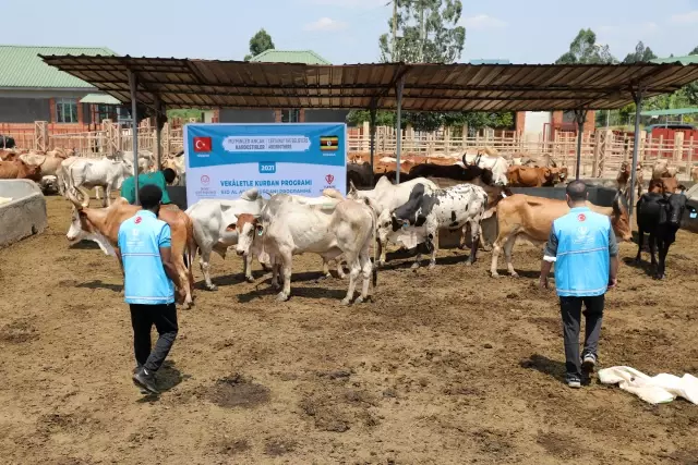 Türkiye Diyanet Vakfı, Uganda'daki 1 milyon 200 bin kişiye kurban eti ulaştıracak