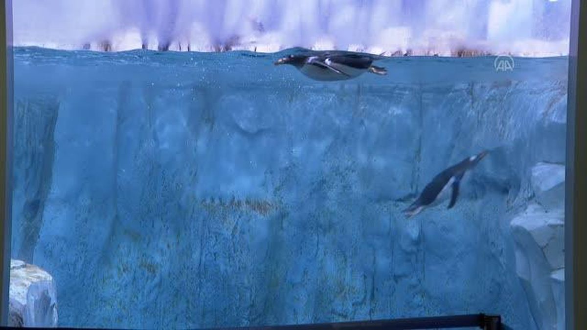 Türkiye'nin ikinci bebek kutup pengueni ziyaretçilerin ve diğer penguenlerin ilgi odağı