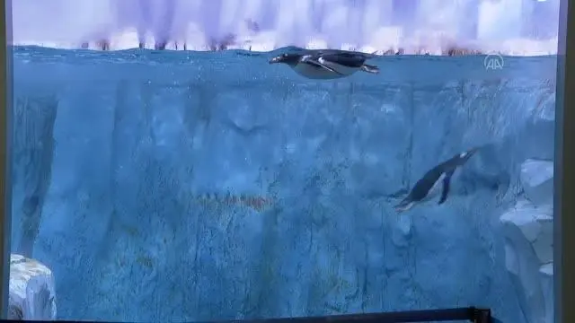 Türkiye'nin ikinci bebek kutup pengueni ziyaretçilerin ve diğer penguenlerin ilgi odağı Türkiye'nin ikinci bebek kutup pengueni ziyaretçilerin ve diğer penguenlerin ilgi odağı