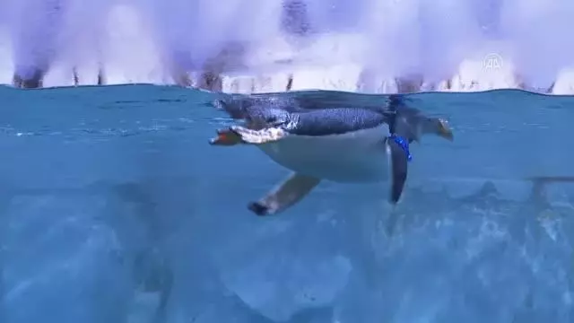 Türkiye'nin ikinci bebek kutup pengueni ziyaretçilerin ve diğer penguenlerin ilgi odağı
