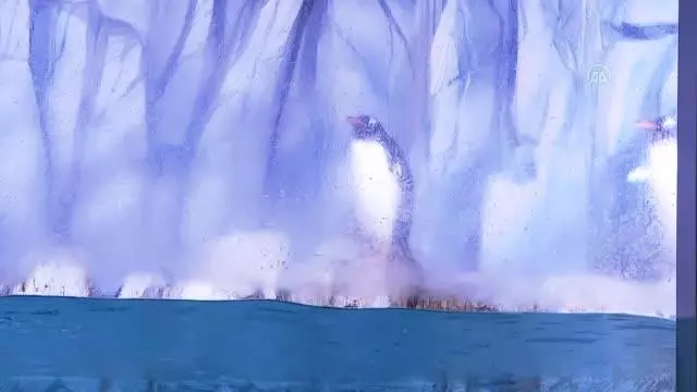 Türkiye'nin ikinci bebek kutup pengueni ziyaretçilerin ve diğer penguenlerin ilgi odağı