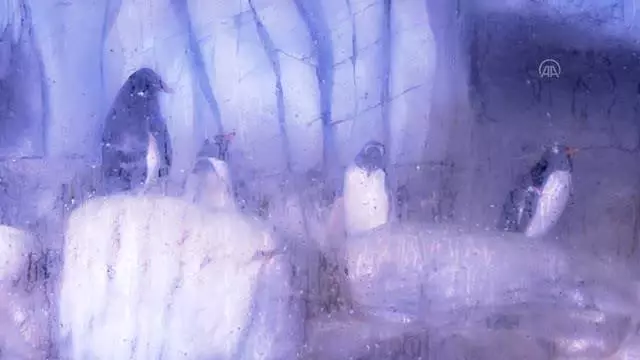 Türkiye'nin ikinci bebek kutup pengueni ziyaretçilerin ve diğer penguenlerin ilgi odağı