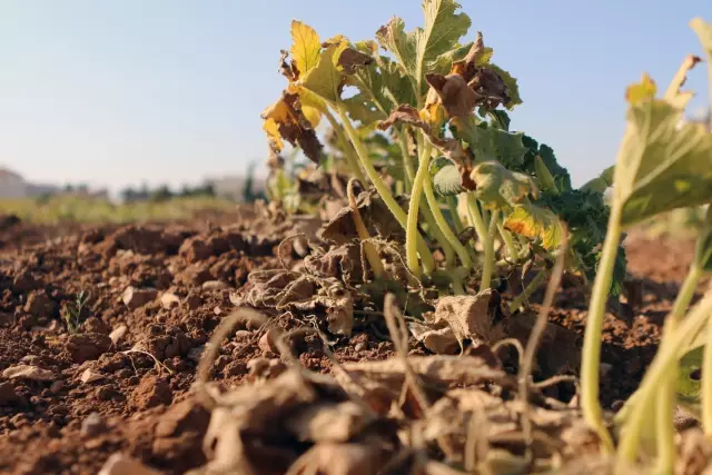 Ürdün'de görülen aşırı sıcaklar, yaz mahsullerini olumsuz etkiledi