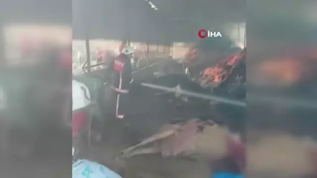 Yangında 13 büyükbaş hayvan telef oldu