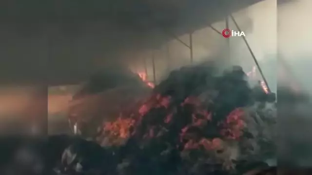 Yangında 13 büyükbaş hayvan telef oldu