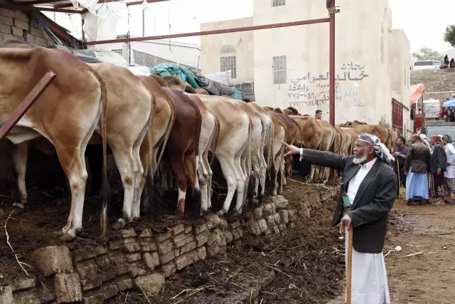 Yemen'de kurbanlık fiyatının yüksek oluşu bayram sevincine gölge düşürüyor