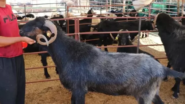 160 kilogramlık Honamlı keçileri, kurban pazarının gözdesi oldu 160 kilogramlık Honamlı keçileri, kurban pazarının gözdesi oldu