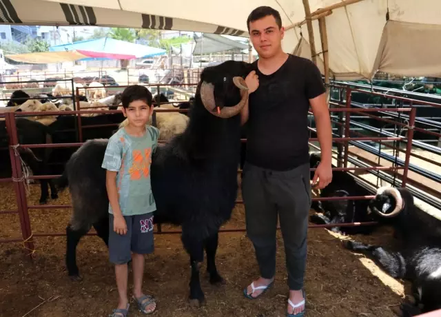 160 kilogramlık Honamlı Keçileri kurban pazarının gözdesi oldu 160 kilogramlık Honamlı Keçileri kurban pazarının gözdesi oldu