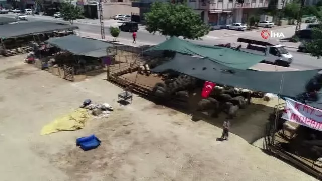 160 kilogramlık Honamlı Keçileri kurban pazarının gözdesi oldu 160 kilogramlık Honamlı Keçileri kurban pazarının gözdesi oldu