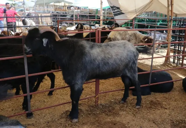 160 kilogramlık Honamlı Keçileri kurban pazarının gözdesi oldu