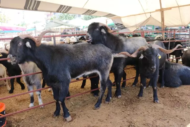 160 kilogramlık Honamlı Keçileri kurban pazarının gözdesi oldu
