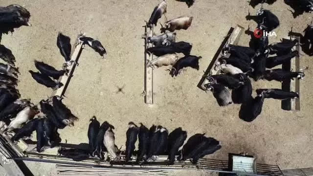 160 kilogramlık Honamlı Keçileri kurban pazarının gözdesi oldu