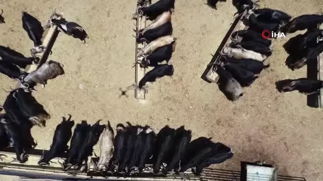 160 kilogramlık Honamlı Keçileri kurban pazarının gözdesi oldu