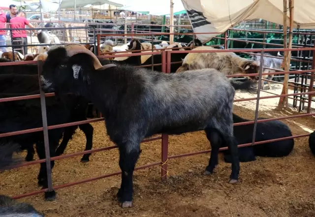 160 kilogramlık Honamlı Keçileri kurban pazarının gözdesi oldu 160 kilogramlık Honamlı Keçileri kurban pazarının gözdesi oldu