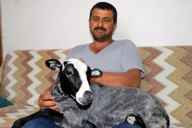 Amasyalı çiftçi, annesinin kabul etmediği kuzu 'Kara Kız'a evladı gibi bakıyor Amasyalı çiftçi, annesinin kabul etmediği kuzu 'Kara Kız'a evladı gibi bakıyor
