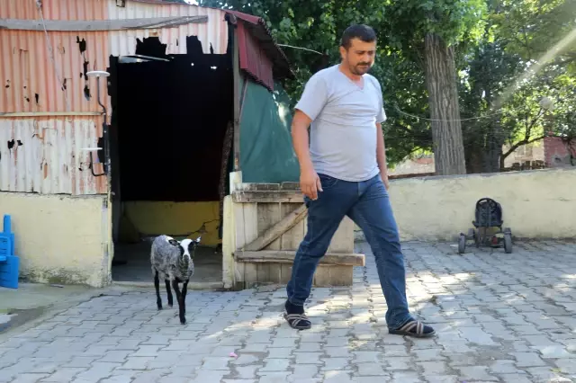 Amasyalı çiftçi, annesinin kabul etmediği kuzu 'Kara Kız'a evladı gibi bakıyor