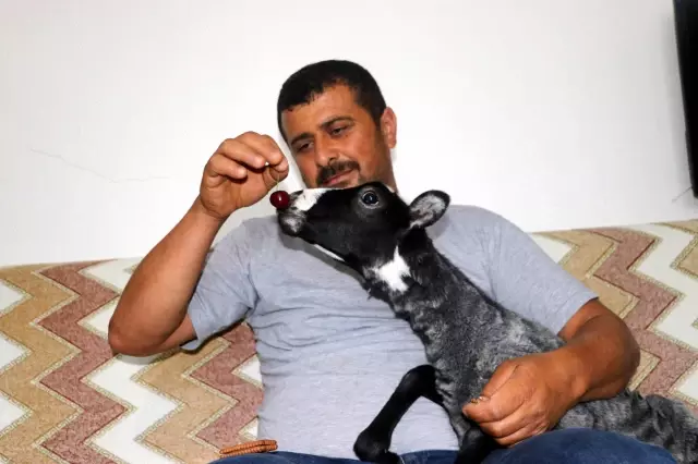 Amasyalı çiftçi, annesinin kabul etmediği kuzu 'Kara Kız'a evladı gibi bakıyor