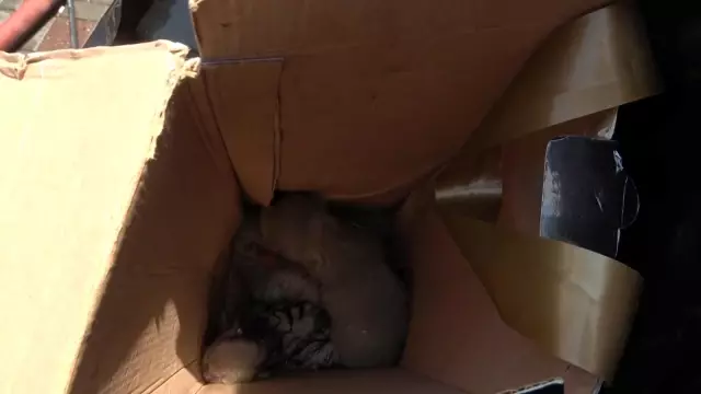 Anne ve 3 yavru kedi yangından böyle kurtarıldı