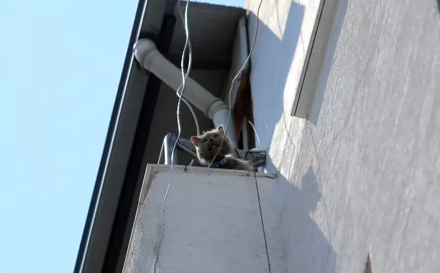 Anne ve 3 yavru kedi yangından böyle kurtarıldı