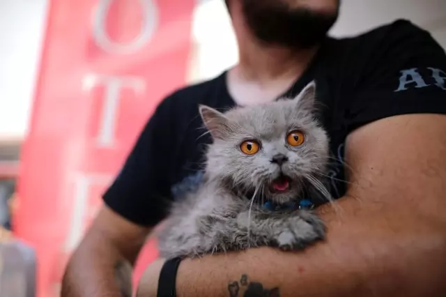 Anne ve 3 yavru kedi yangından böyle kurtarıldı