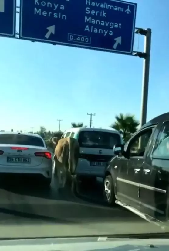 Antalya'da firari dana araç trafiğinde ilerledi Antalya'da firari dana araç trafiğinde ilerledi