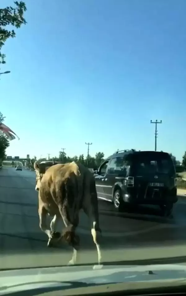 Antalya'da firari dana araç trafiğinde ilerledi