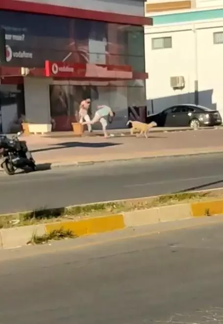 Antalya'da firari dana araç trafiğinde ilerledi